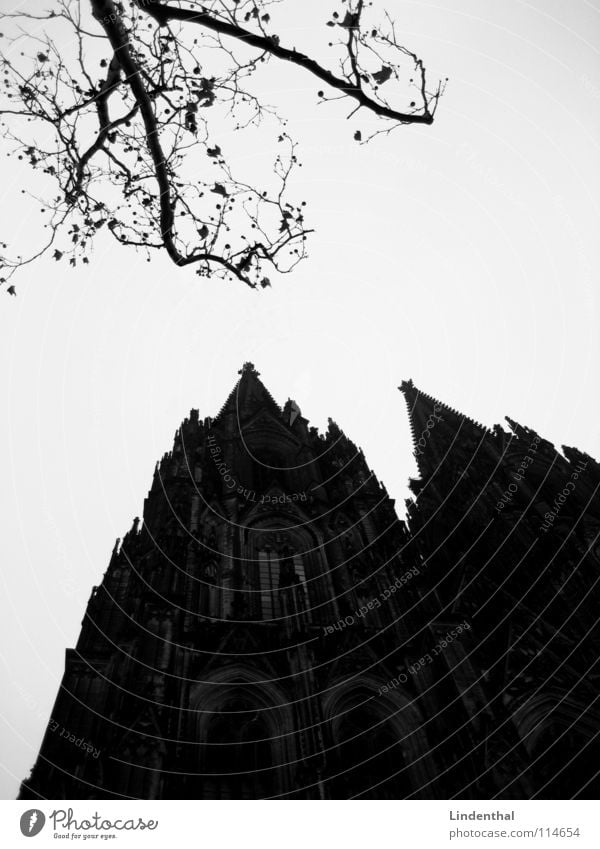 DOM Religion & Glaube Baum Geäst Köln Gotik Glocke Gotteshäuser Dom Architektur