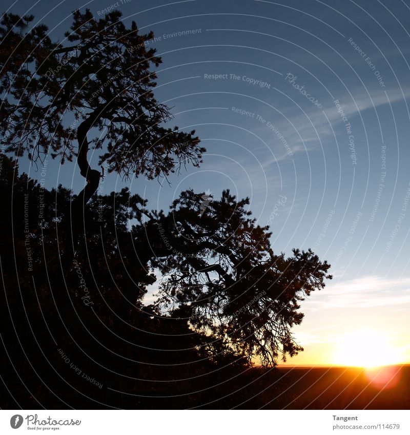 Abends am Hang Sonnenuntergang Nacht Wolken Baum Sträucher Berghang Schlucht Arizona schwarz dunkel Berge u. Gebirge Himmelskörper & Weltall Morgen blau Grand