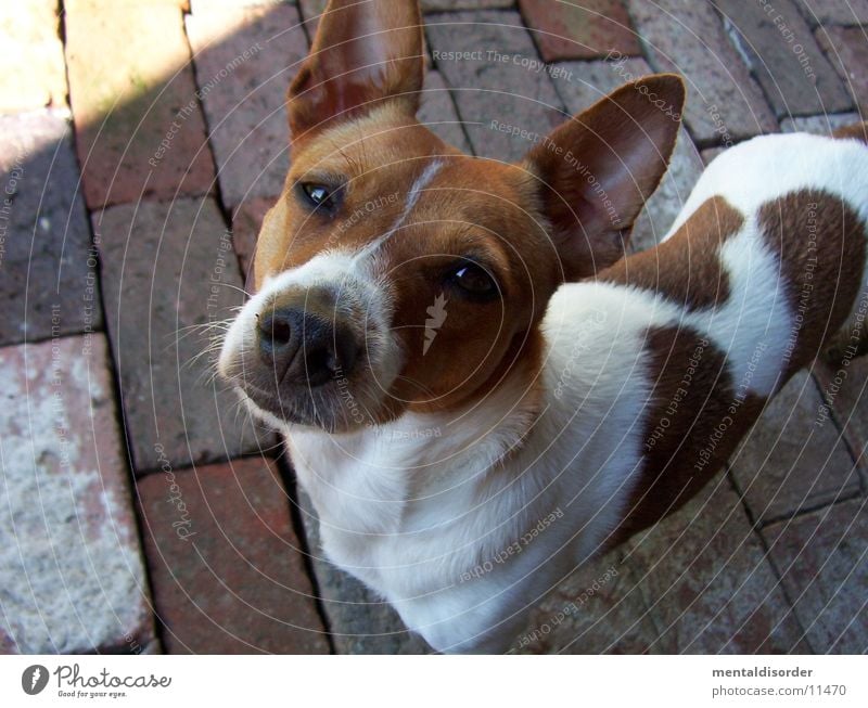 was guckst du? Hund klein braun weiß Ohr Nase