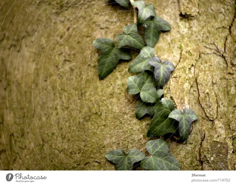 efeu Sträucher Baum Geäst Blatt Blüte Nieselregen feucht Trauer Märchen fantastisch träumen Verhext Einsamkeit trist November kalt Tau Morgen Nebel Herbst