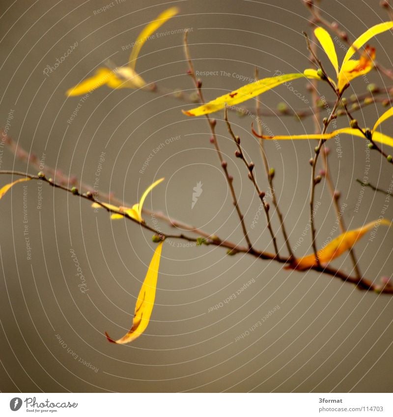 strauch Sträucher Baum Geäst Blatt Blüte Nieselregen feucht Trauer Märchen fantastisch träumen Verhext Einsamkeit trist November kalt Tau Morgen Nebel Herbst