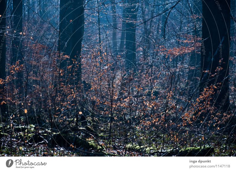 Buchennachwuchs Umwelt Natur Landschaft Pflanze Winter Wetter Schönes Wetter Baum Blüte Wildpflanze Wald Wachstum natürlich Erholung Blatt Laubbaum Unterholz