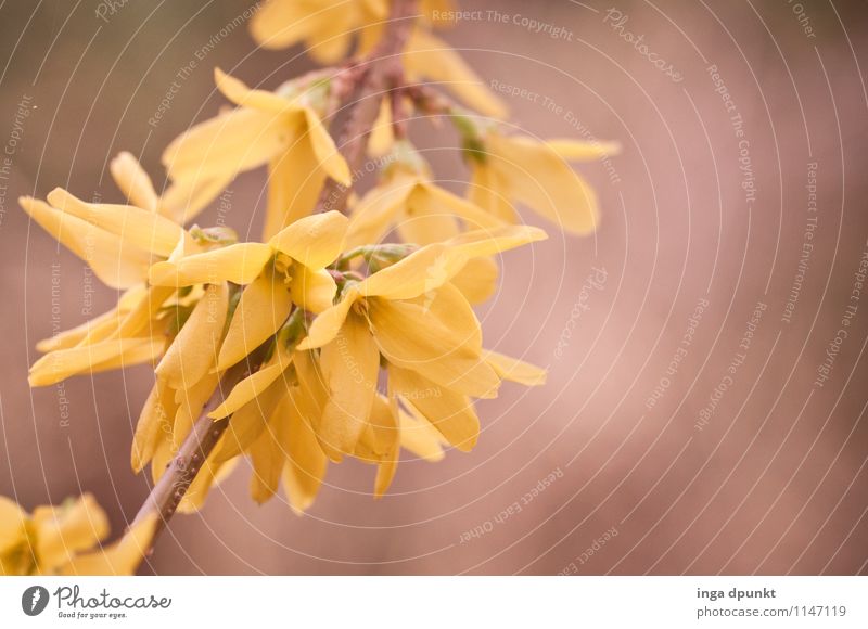 Forsythie Umwelt Natur Landschaft Pflanze Frühling Baum Sträucher Blüte Wildpflanze Forsythienblüte Forsithie Garten Park schön gelb Zweig Zweige u. Äste sanft