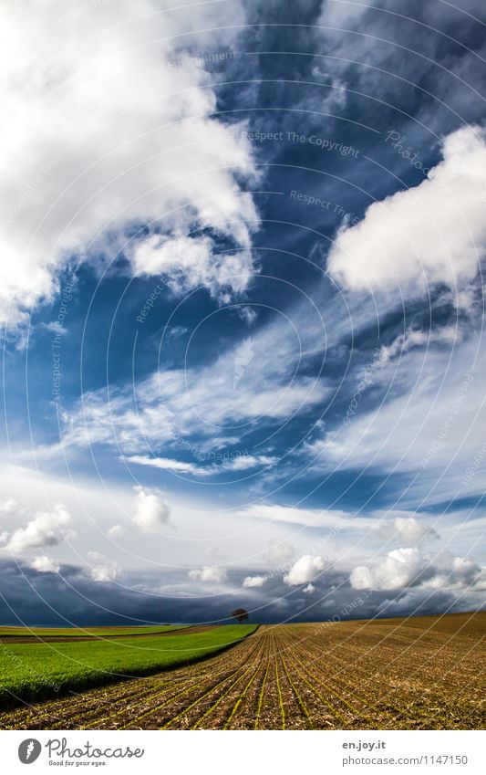 Weitblick Landwirtschaft Forstwirtschaft Umwelt Natur Landschaft Pflanze Himmel Wolken Horizont Sonnenlicht Frühling Sommer Klima Wetter Sturm Baum Aussaat