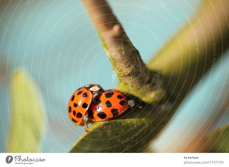 a bug's life Umwelt Natur Sonne Frühling Sommer Schönes Wetter Tier Nutztier Marienkäfer 2 Tierpaar Brunft krabbeln Liebe Sex tragen Zusammensein natürlich wild