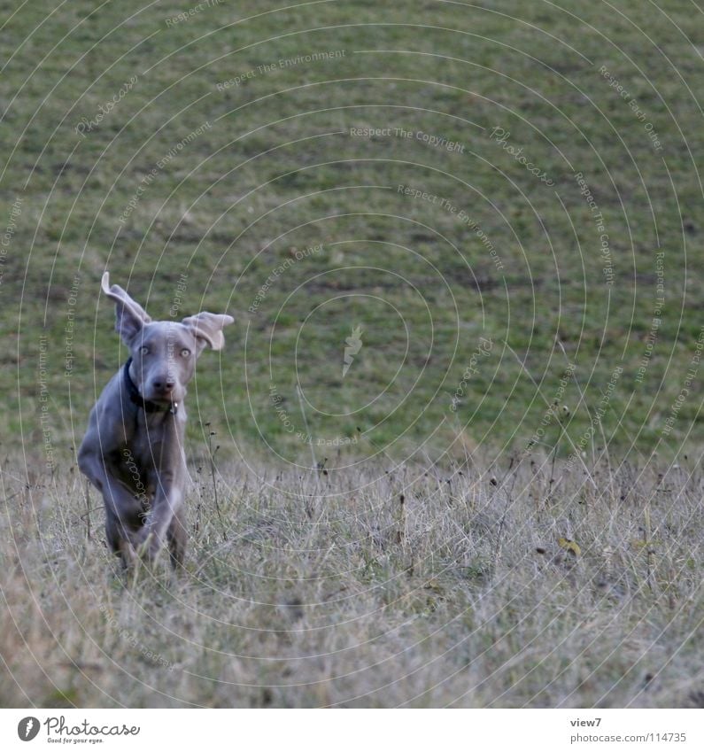 rennend. Hund Welpe springen Wiese Schnauze Weimaraner Winter Säugetier Freude laufen Dynamik Außenaufnahme Gassi gehen Textfreiraum oben Textfreiraum rechts