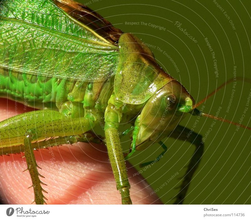 Grünes Heupferd 02 (Tettigonia viridissima) Langfühlerschrecke Heuschrecke Heimchen grün Fühler Sommer Insekt Tier hüpfen springen Lebewesen Gras Nordwalde