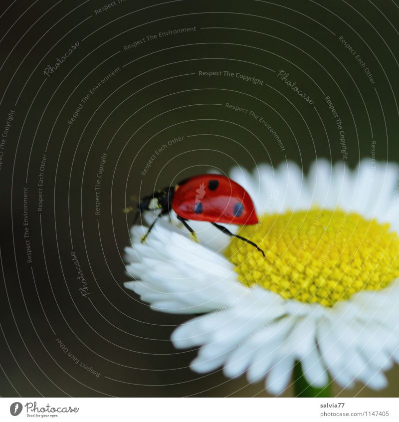 Frühlingsglück harmonisch Wohlgefühl Sinnesorgane Erholung ruhig Duft Valentinstag Muttertag Geburtstag Umwelt Natur Pflanze Tier Sommer Blume Blüte Wiese