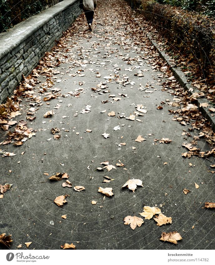 Herbstgang Blatt Jahreszeiten Fußgänger Hecke Mauer Steinmauer gehen Trauer Einsamkeit Wege & Pfade Spaziergang Traurigkeit