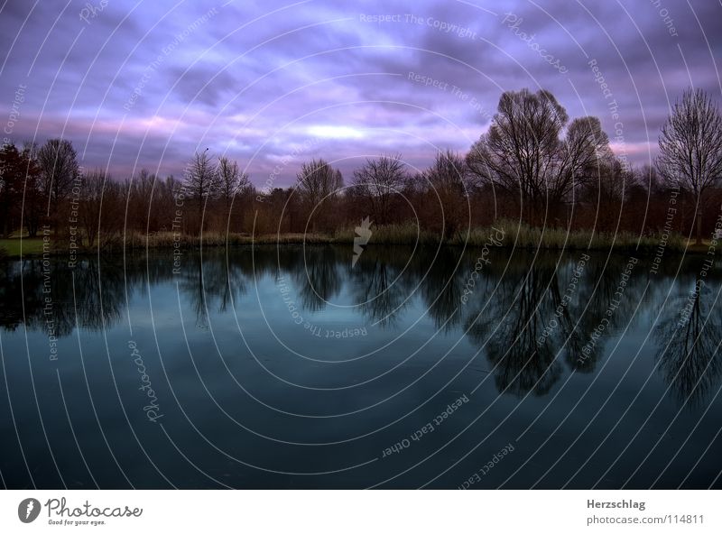 Himmel, Erde, Wasser Baum Wolken nass Herbst Trauer Wetter Wind Traurigkeit