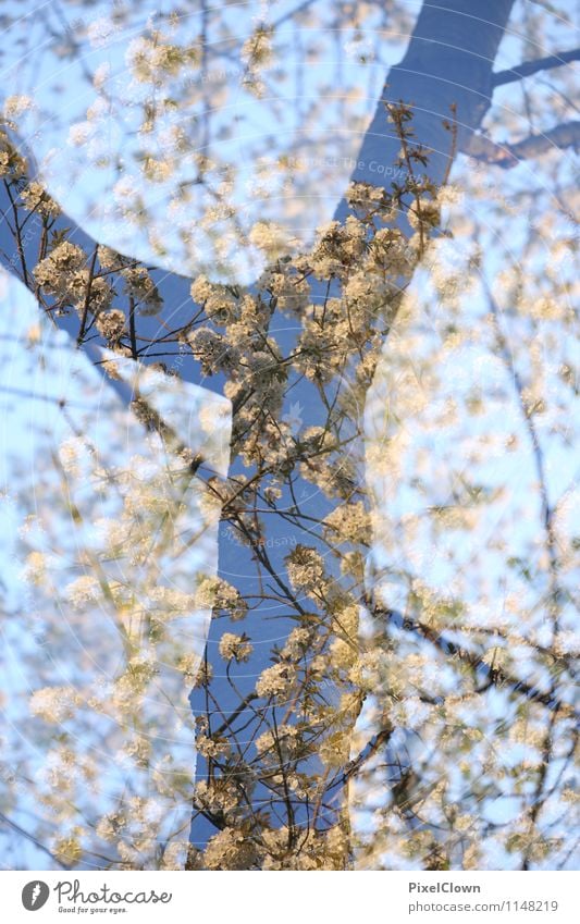 Frühling elegant Stil Design schön Tourismus Ausflug Sommer Landwirtschaft Forstwirtschaft Natur Landschaft Tier Himmel Pflanze Baum Blatt Blüte Wildpflanze