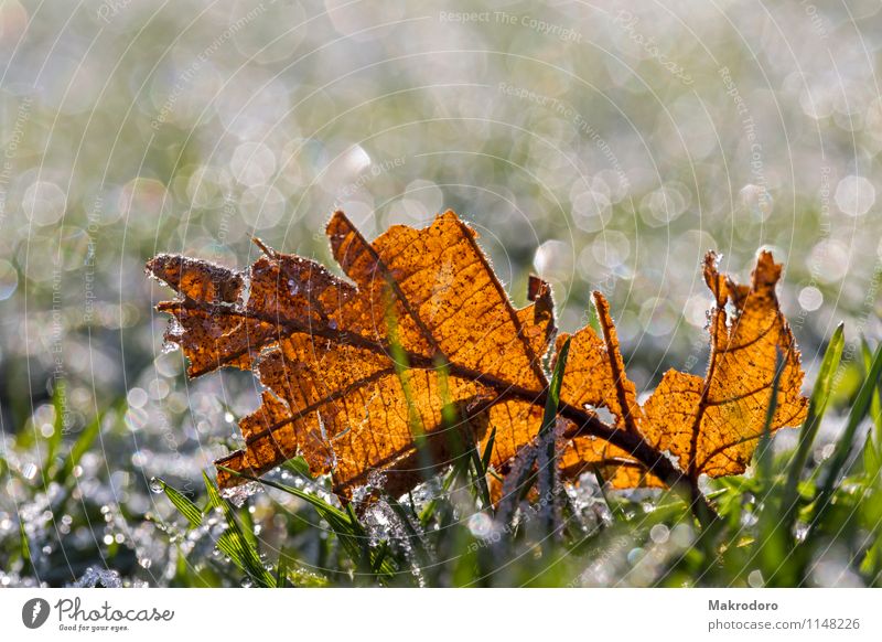 im Licht Sonne Winter Gras Blatt Wasser Gefühle Glück Lebensfreude Farbfoto Außenaufnahme Detailaufnahme Makroaufnahme Morgen Reflexion & Spiegelung Gegenlicht