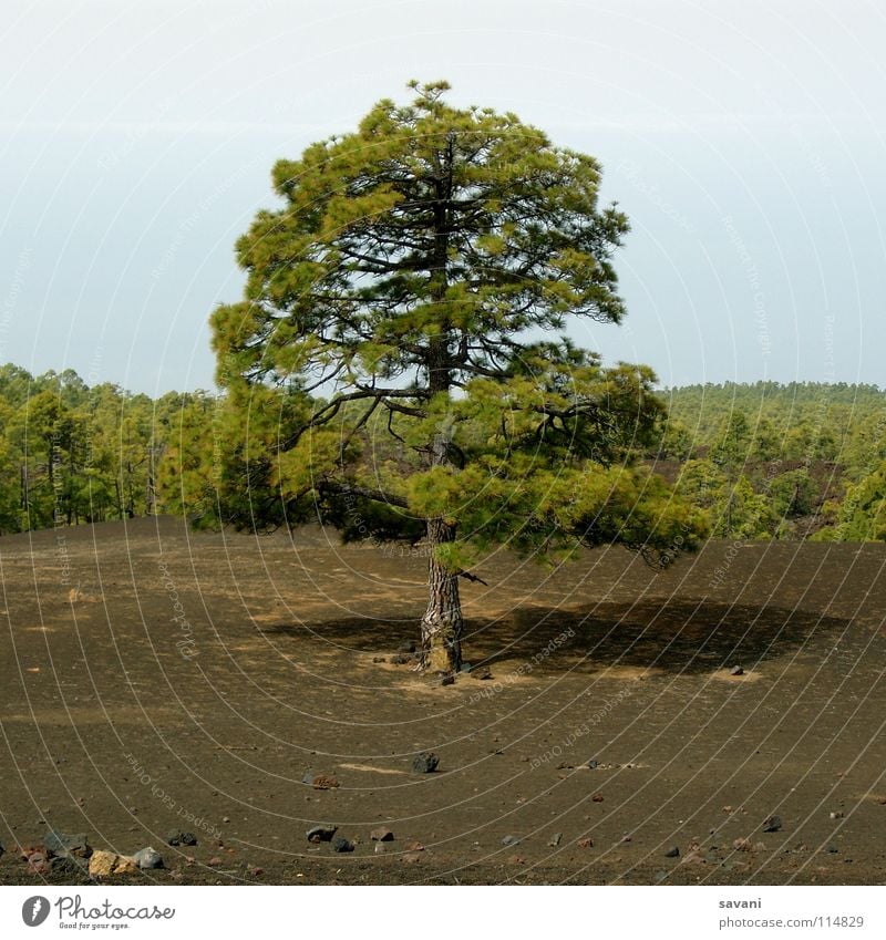 Baum in karger vulkanischer Landschaft Berge u. Gebirge wandern Natur Wald Vulkan Stein Holz trist trocken braun grün Einsamkeit Teneriffa Lava Teide steinig