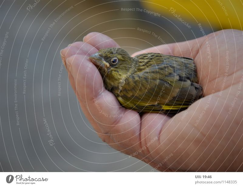 Kleiner Nestflüchter. Hand Finger 1 Mensch Frühling Schönes Wetter Stadtzentrum Café Terrasse Tier Vogel Tiergesicht Flügel Grünfink Tierjunges genießen