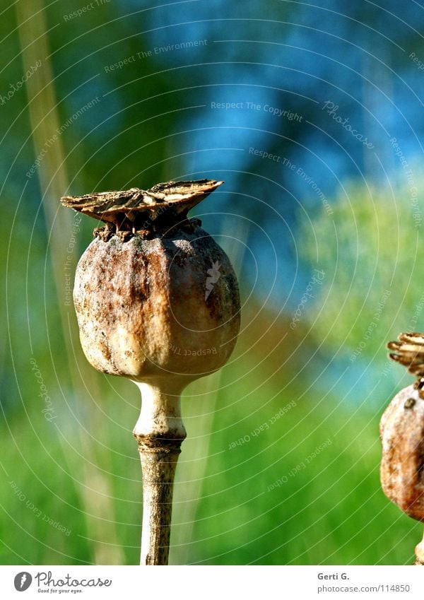 zu2t Blume Blüte grün harmonisch Klatschmohn Mohn Mohnkapsel Pflanze türkis Tiefenschärfe rund blau-grün grün-blau stehen vertikal trocken Wind Samen Herbst