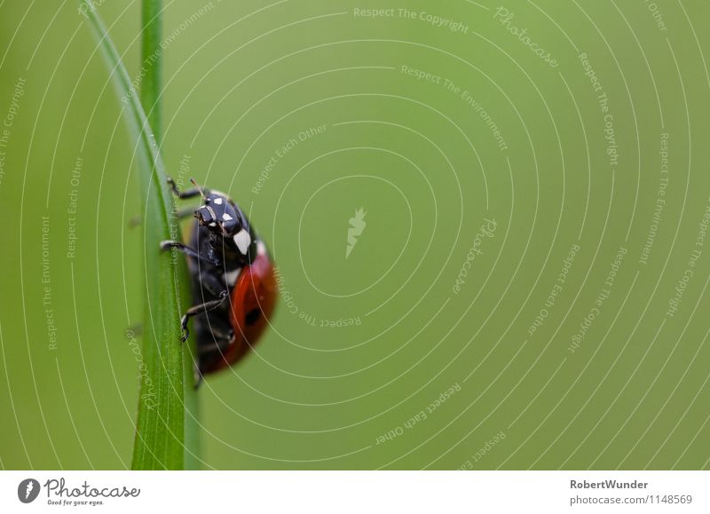 Marienkäfer Natur Wiese Tier Käfer 1 frech frei grün rot schwarz weiß Makroaufnahme Farbfoto Nahaufnahme Morgen Licht Schwache Tiefenschärfe Tierporträt