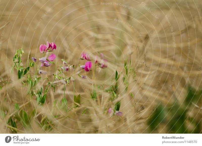 Lila Natur Pflanze Frühling Schönes Wetter Blume Blüte Frühlingsgefühle schön Makroaufnahme Farbfoto Außenaufnahme Nahaufnahme Tag Schwache Tiefenschärfe