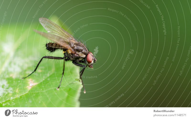 Fliege Natur Schönes Wetter Pflanze Tier 1 ästhetisch grün rot schwarz Makroaufnahme Farbfoto Außenaufnahme Morgen Licht Schwache Tiefenschärfe