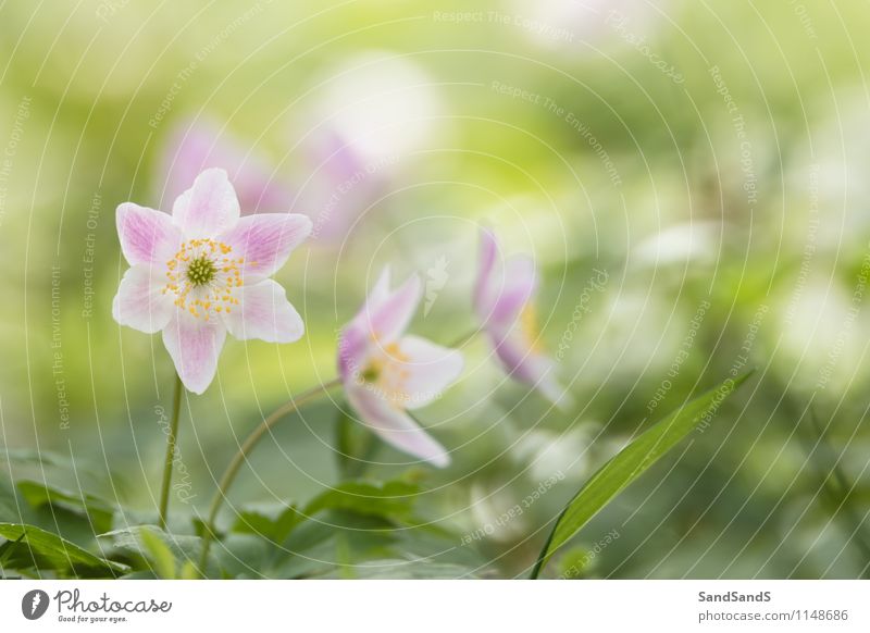 Anemonen Natur Pflanze Blume Blatt Blüte Wildpflanze Wald Stimmung Frühlingsgefühle Farbfoto mehrfarbig Außenaufnahme Nahaufnahme Menschenleer Morgen Licht