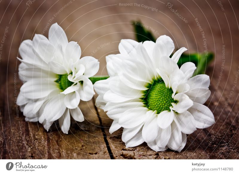 Blumen Blumenstrauß weiß Muttertag Valentinstag Geschenk Freude Freundschaft Glückwünsche Margerite Frühling Frühlingsblume Liebe Gerbera Geburtstag schenken