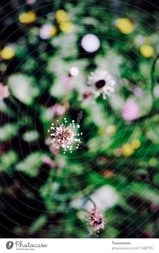 Unterwegs im Weltenraum. Umwelt Natur Pflanze Schönes Wetter Blume Blüte Garten Blühend ästhetisch gelb grün rosa schwarz Gefühle Farbfoto Außenaufnahme