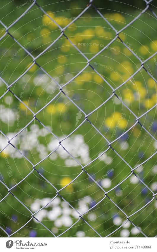 nur gucken... Umwelt Natur Pflanze Sonnenlicht Frühling Gras Grünpflanze Wildpflanze Blumenwiese Wiese Zaun Maschendrahtzaun Metall dünn authentisch