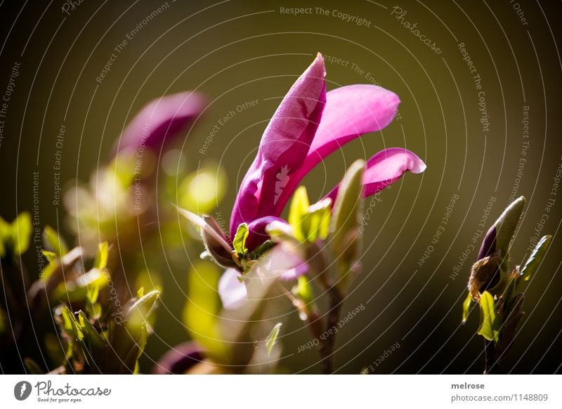 Magnolie elegant Stil Natur Frühling Schönes Wetter Sträucher Blatt Blüte Wildpflanze Magnolienstrauch Magnoliengewächse Magnolienblüte Garten Erholung glänzend