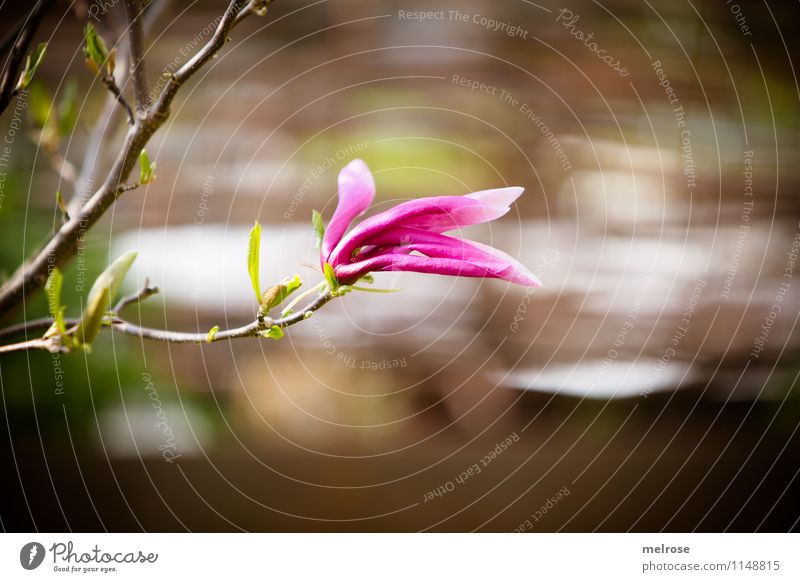 einsame Magnolie elegant Stil Natur Pflanze Frühling Schönes Wetter Sträucher Blatt Blüte Magnoliengewächse Magnolienstrauch Magnolienblüte Garten Blühend Duft