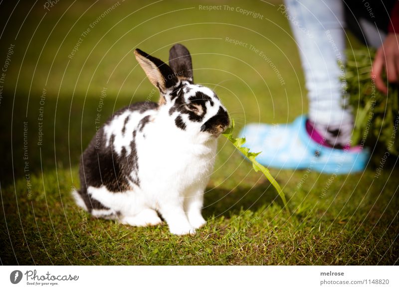 P A U S E Löwenzahn Mädchen Finger Beine Fuß 8-13 Jahre Kind Kindheit Haustier Fell Pfote Zwergkaninchen Säugetier Hasenohren Hase & Kaninchen Tier Löffel