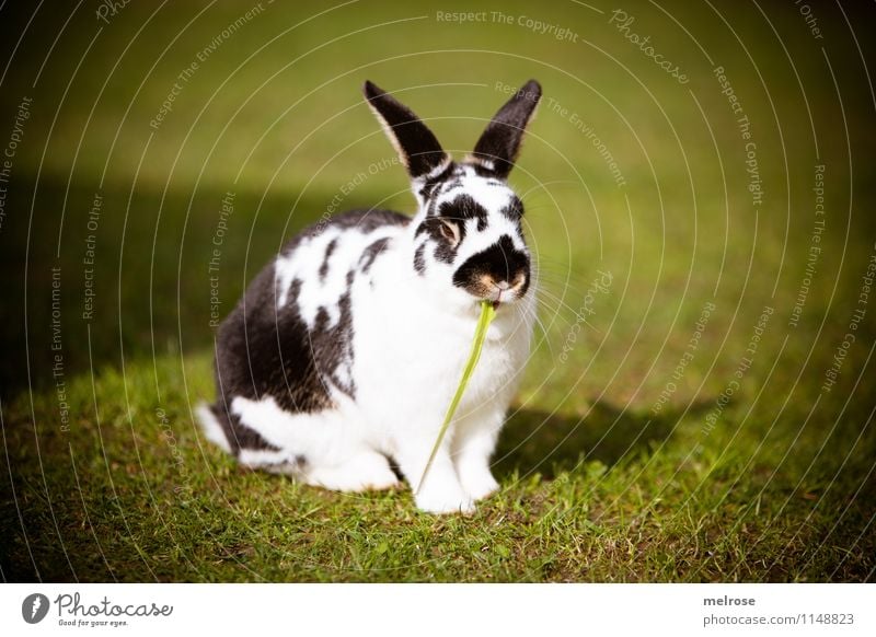 kreative Pause elegant Frühling Schönes Wetter Garten Haustier Tiergesicht Fell Pfote Zwergkaninchen Säugetier Hasenohren Hase & Kaninchen 1 Löffel Erholung