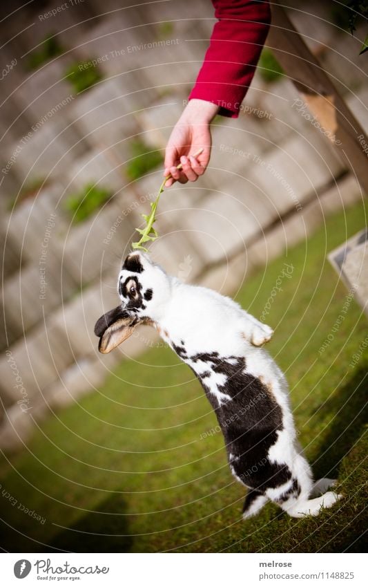 Fit mach mit Mädchen Arme Hand Finger 1 Mensch 8-13 Jahre Kind Kindheit Natur Schönes Wetter Garten Haustier Fell Pfote Säugetier Hase & Kaninchen Hasenohren