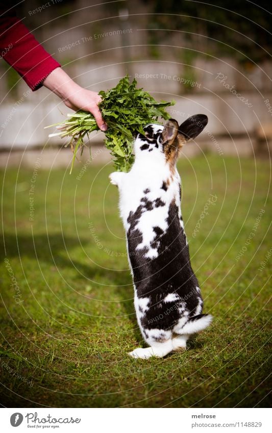 mhhhhhhh so lecker Mädchen Arme Hand Finger 8-13 Jahre Kind Kindheit Frühling Schönes Wetter Garten Haustier Fell Pfote Zwergkaninchen Säugetier Meister Lampe