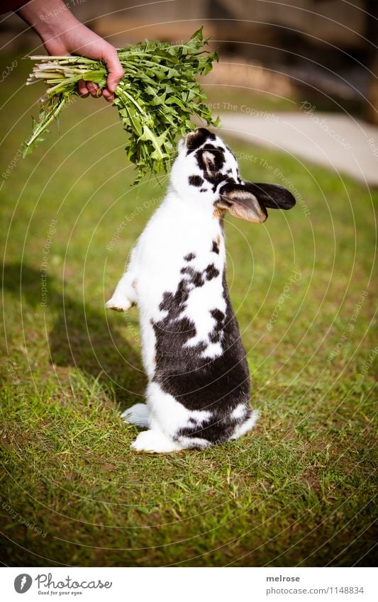 kleiner Akrobat Löwenzahn elegant Mädchen Hand Finger 8-13 Jahre Kind Kindheit Frühling Schönes Wetter Garten Haustier Tiergesicht Fell Pfote Zwergkaninchen