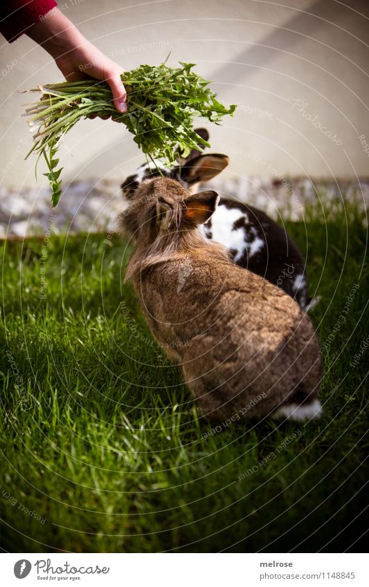 Huuuuuunger x 2 Grünfutter Löwenzahn Mädchen Hand Finger 8-13 Jahre Kind Kindheit Schönes Wetter Garten Haustier Fell Hasenohren Zwergkaninchen Löwenköpfchen