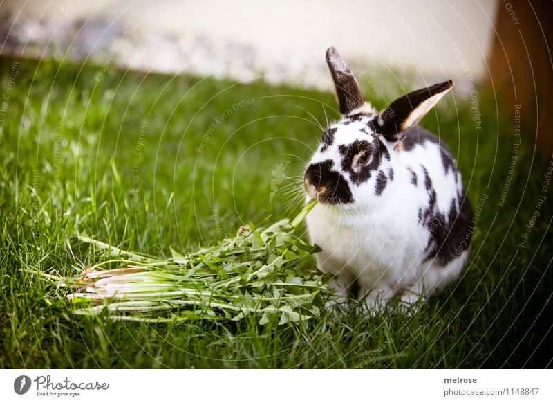 gesunder Snack Löwenzahn Haustier Tiergesicht Fell Pfote Zwergkaninchen Hasenohren Säugetier Hase & Kaninchen 1 Essenspause Erholung Fressen genießen sitzen