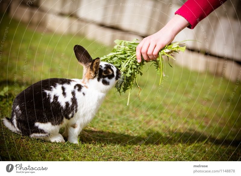 endlich Futter Löwenzahn Hasenfutter Mädchen Hand Finger 1 Mensch 8-13 Jahre Kind Kindheit Frühling Schönes Wetter Garten Haustier Fell Pfote Zwergkaninchen