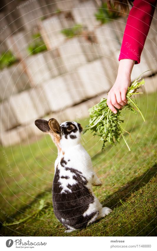 Ja ich will! Löwenzahn Mädchen Arme Hand Finger 1 Mensch 8-13 Jahre Kind Kindheit Frühling Schönes Wetter Garten Haustier Tiergesicht Fell Pfote Zwergkaninchen