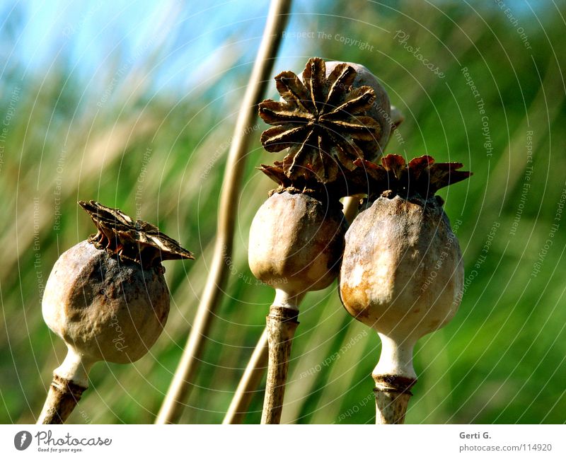 zu4t Blume Blüte grün harmonisch Klatschmohn Mohn Mohnkapsel Pflanze türkis Tiefenschärfe rund blau-grün grün-blau stehen vertikal trocken Wind Samen behüten