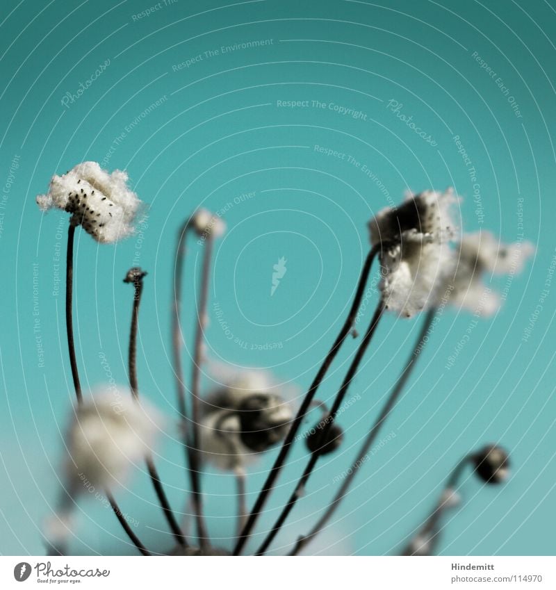 Verblüht Blume Blüte Stengel grün weiß grau Winter Herbst Blühend welk braun offen Vergänglichkeit Trauer neu Flaum weich ruhig Denken innehalten Zeit zuletzt