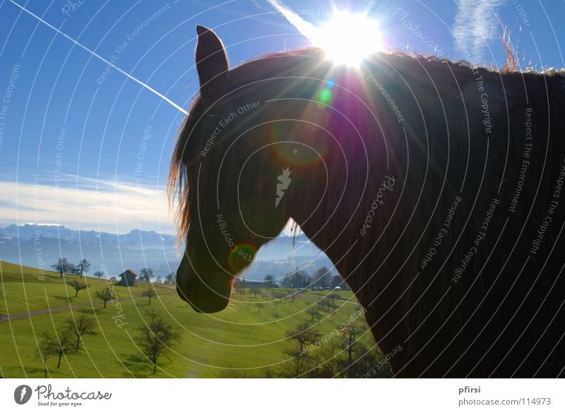 Erleuchtung Pferd Baum Wiese grün dunkel Wolken Strahlung rechts Säugetier horse blau Weide Sonne Lichterscheinung Seite