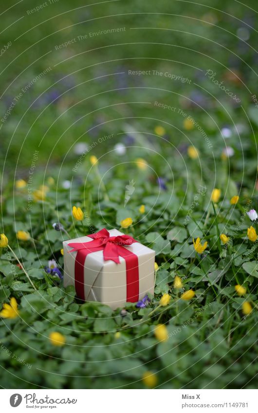 in der Wiese Feste & Feiern Valentinstag Muttertag Geburtstag Frühling Blume Gras Verpackung Paket Schleife Gefühle Stimmung Liebe Verliebtheit Romantik