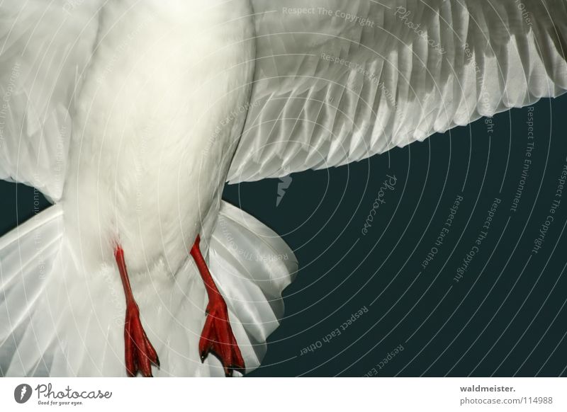 Möwenbauch bei Nacht Lachmöwe Nachtaufnahme dunkel Vogel Meer Strand Möve Himmel Luftverkehr fliegen Flügel Feder