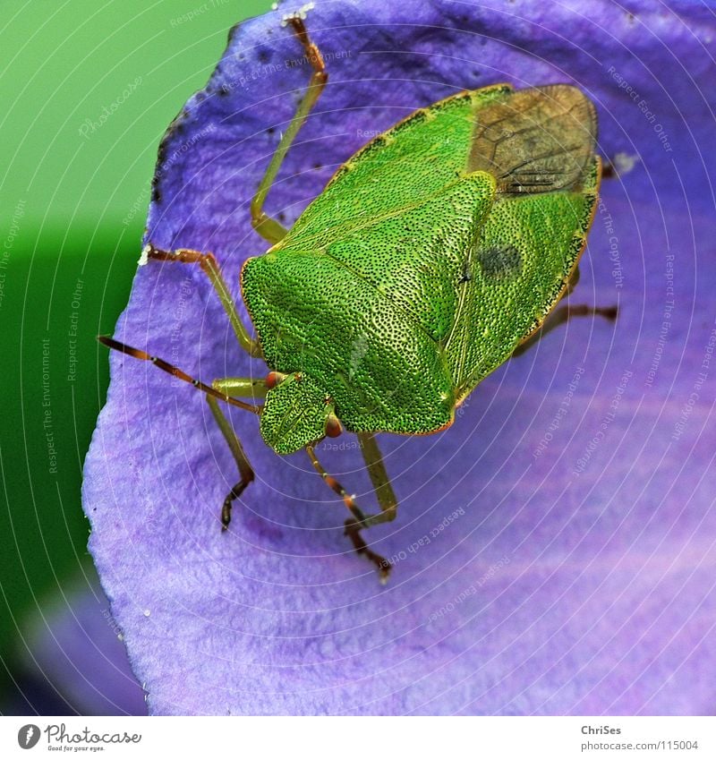 Die Grüne Stinkwanze (Palomena prasina) Baumwanze Wanze Insekt grün Tier Blatt Nordwalde Makroaufnahme Nahaufnahme Sommer blau hibiskusblüte Pflanzensaftsauger