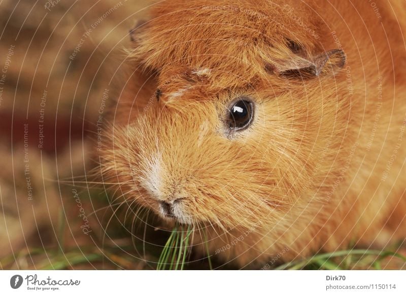 Meerschweinchen 'mal quer Ernährung Häusliches Leben Tier Gras Halm Garten Wiese Stall Haustier Tiergesicht Fell Nagetiere 1 beobachten Fressen hocken Blick