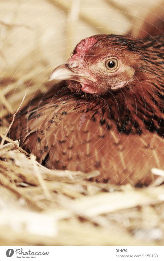 Stiller Brüter Lebensmittel Ei Ernährung Bioprodukte Landwirtschaft Forstwirtschaft Massentierhaltung Geflügelfarm artgerecht Freilandhaltung Natur Stroh Nest