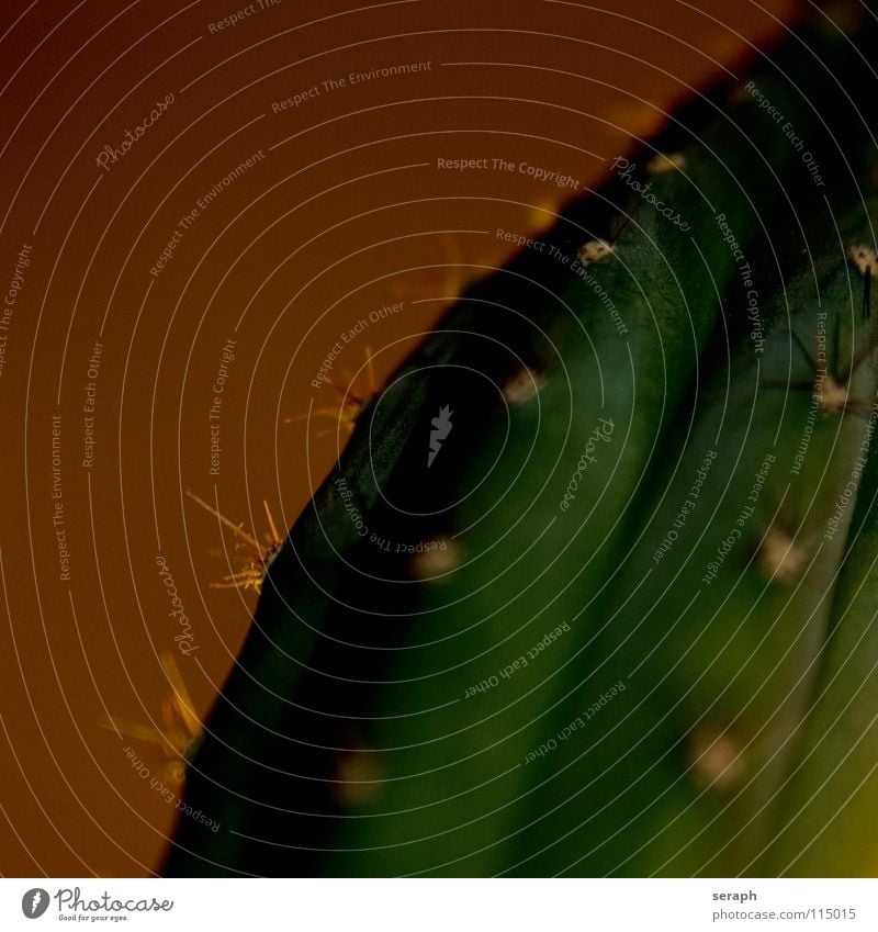 Kaktus stechen Pflanze Zimmerpflanze Topfpflanze Dorn abstrakt Hintergrundbild Schmerz Defensive Sukkulenten Makroaufnahme Nahaufnahme stachelig Stachel grün