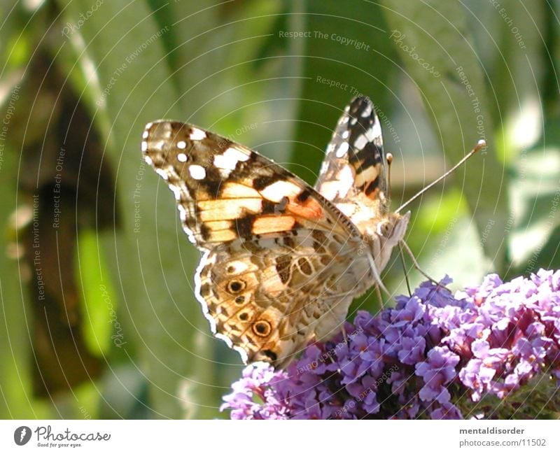 Auge um Auge... *2 Blume Schmetterling rot schwarz Flügel Planze