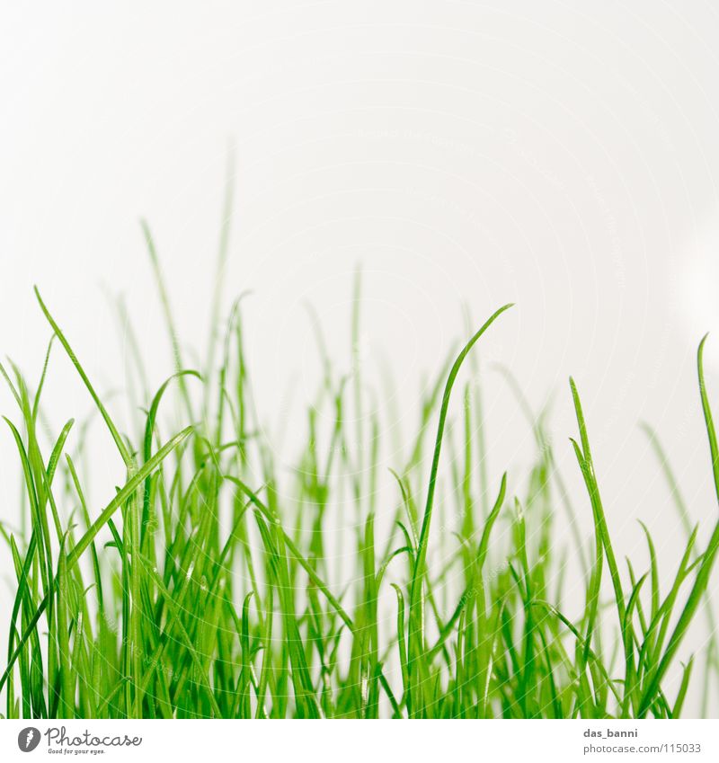 clean gras die dritte - Raum ist Luxus! Gras Halm Grasnarbe grasgrün Grasbüschel Photosynthese Vor hellem Hintergrund Textfreiraum oben Nahaufnahme organisch