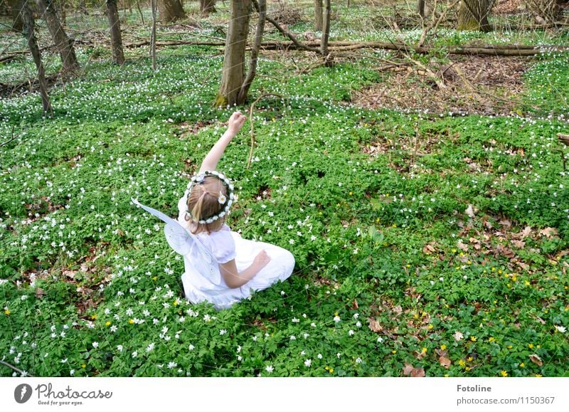 Wachse Bäumchen wachse!!! Umwelt Natur Landschaft Pflanze Frühling Schönes Wetter Baum Blume Wald frei hell Wärme Fee Elfe Buschwindröschen Fröhlichkeit