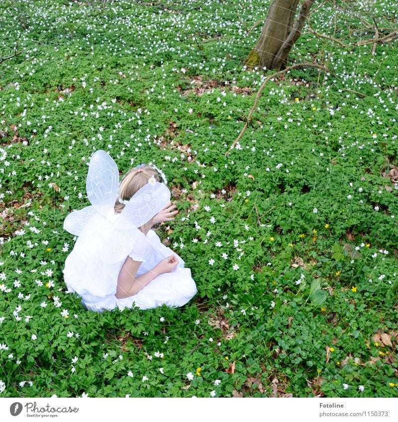 Flügelchen Mensch feminin Kind Mädchen Kindheit Kopf Arme 1 Umwelt Natur Pflanze Frühling Schönes Wetter Blume Park Wald hell natürlich grün weiß Fee Elfe